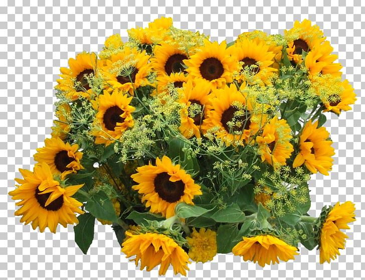 Common Sunflower Sunflower Oil PNG, Clipart, Annual Plant, Calendula, Chrysanths, Common Sunflower, Cut Flowers Free PNG Download
