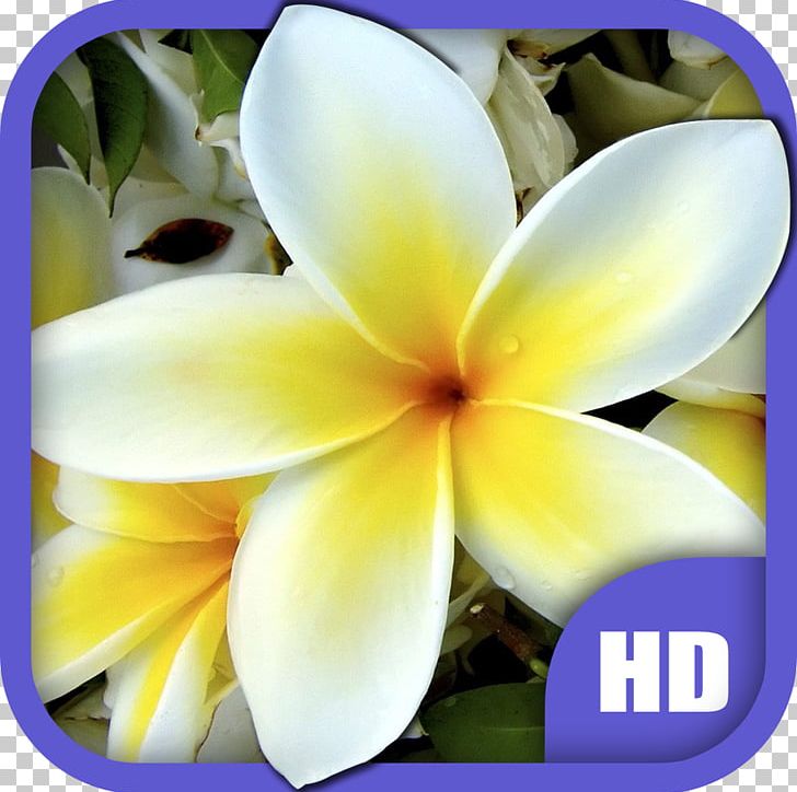 Cut Flowers Hibiscus Plumeria Alba Tulip PNG, Clipart, Apocynaceae, Cut Flowers, Desktop Wallpaper, Flower, Flower Bouquet Free PNG Download