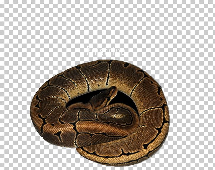 Boa Constrictor Reptile Cake Butter Privacy Policy PNG, Clipart, Animal, Boa Constrictor, Boas, Butter, Cake Free PNG Download