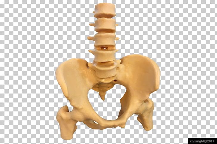 Coccyx Liquid Crystal Human Skeleton Joint 3D Printing PNG, Clipart, 3d Printing, Anatomy, Brass, Coccyx, Crystal Free PNG Download