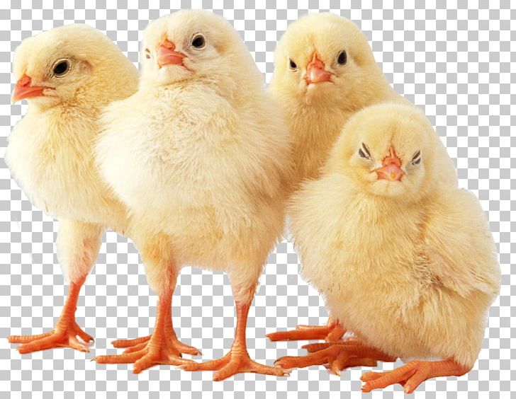 Cornish Chicken Broiler Chicken Invaders 5 Desktop Chicken Meat PNG, Clipart, Animals, Beak, Bird, Broiler, Broiler Chicken Free PNG Download