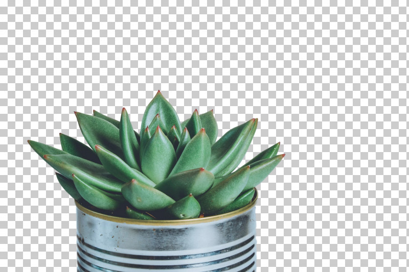 Succulent Plant Pexels Stock.xchng Image Stock Photography PNG, Clipart, Agave, Agave Azul, Aloe, Aloes, Botany Free PNG Download