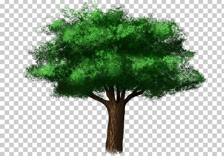 Branch Broad-leaved Tree Deciduous Oak PNG, Clipart, Beemoov, Branch, Broadleaved Tree, Conifers, Deciduous Free PNG Download