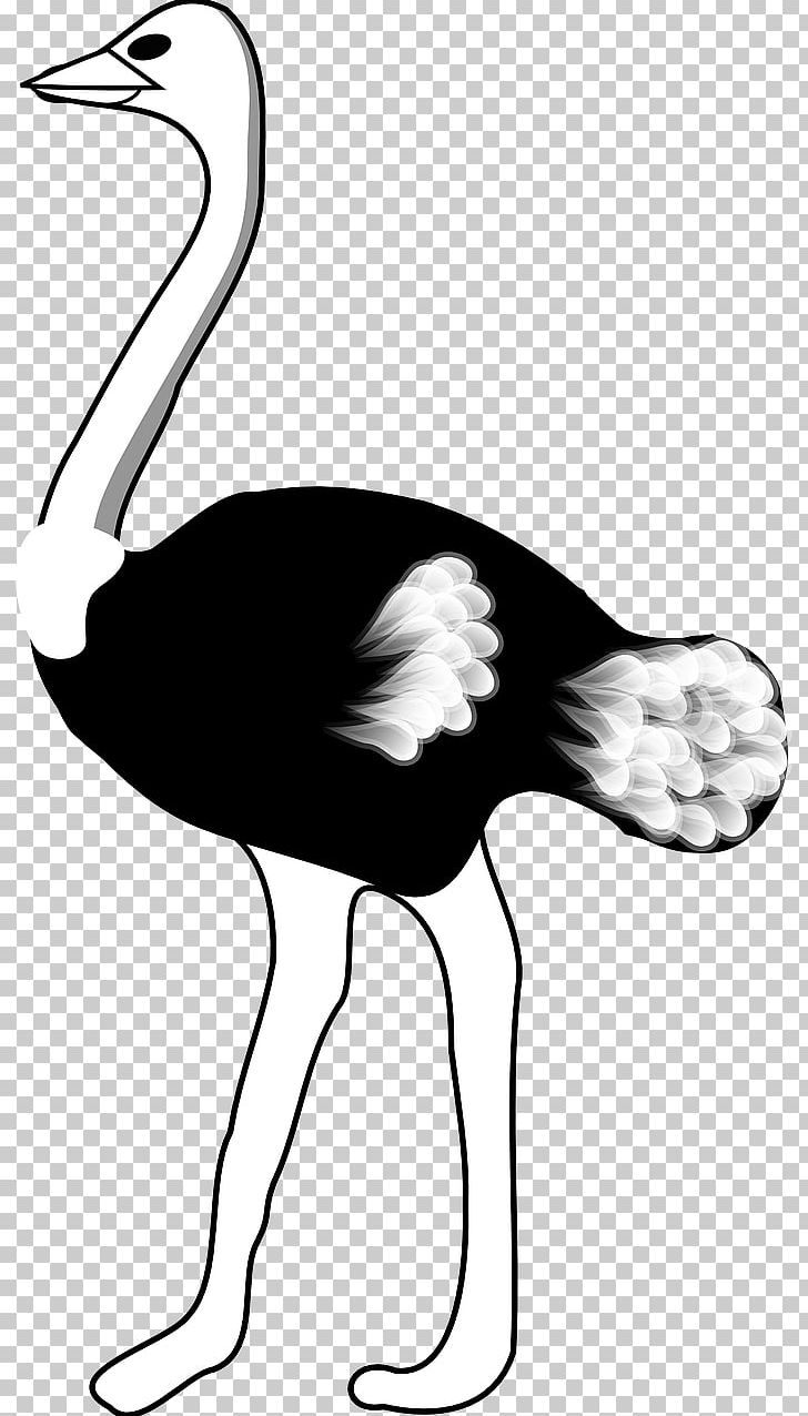 Common Ostrich Bird PNG, Clipart, Animal, Animals, Background Black, Beak, Black Free PNG Download