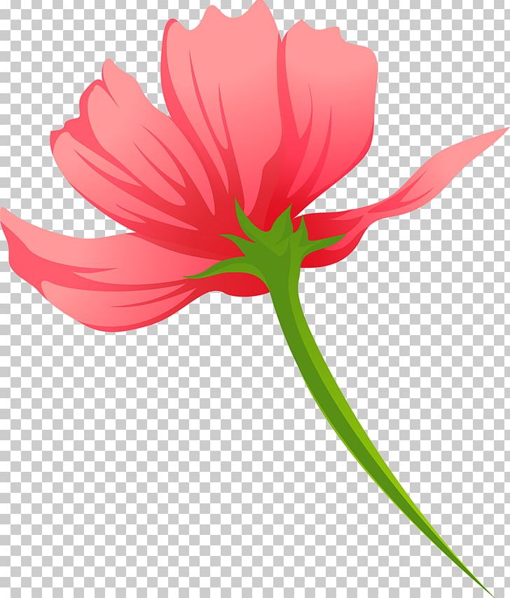 Tulip Cut Flowers Plant Stem Petal PNG, Clipart, Cosmos, Cut Flowers, Flower, Flowering Plant, Flowers Free PNG Download