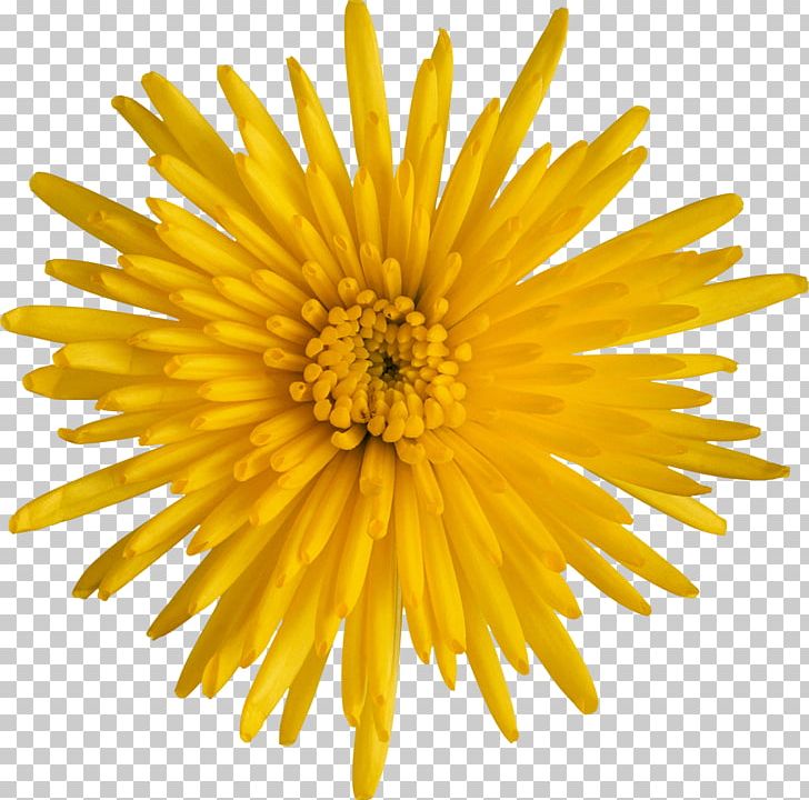 Breaking Away Stock Photography PNG, Clipart, Aster, Book, Breaking Away, Chrysanthemum, Chrysanths Free PNG Download