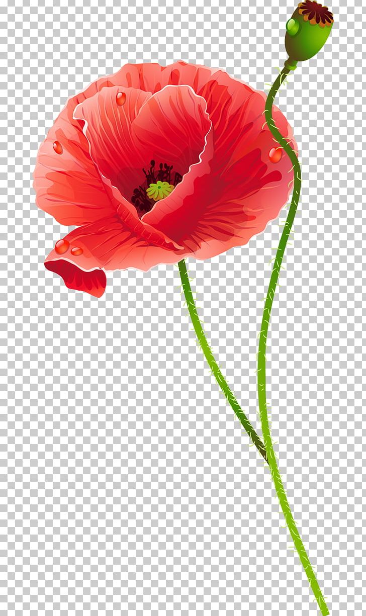 Common Poppy Cut Flowers PNG, Clipart, Common Poppy, Coquelicot, Cut Flowers, Digital Image, Drawing Free PNG Download