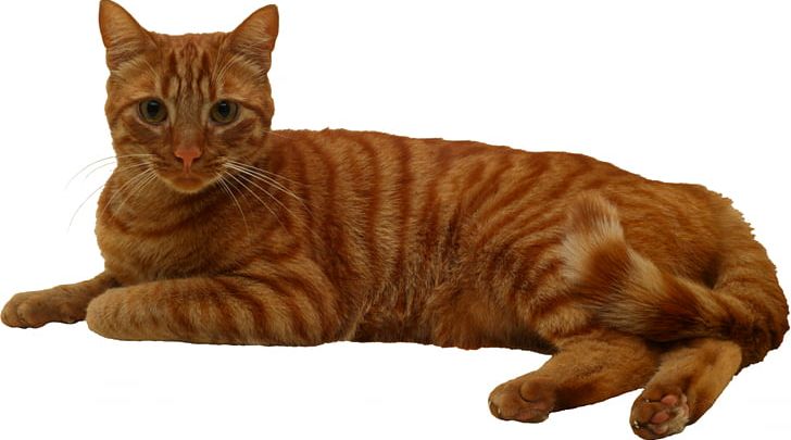 Cat Tree Kitten Felidae Pet PNG, Clipart, Animals, Bed, California Spangled, Carnivoran, Cat Free PNG Download