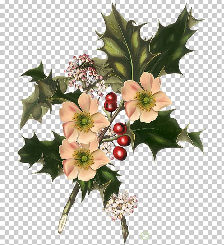 Wild Flowers Christmas Common Holly American Holly PNG, Clipart, American Holly, Aquifoliaceae, Artificial Flower, Botanical Illustration, Botany Free PNG Download