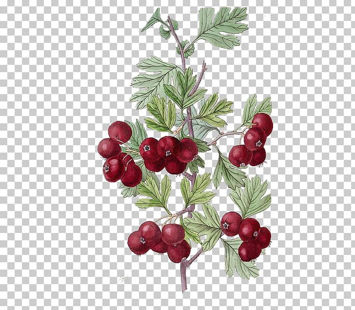 Botanical Illustration Botany Drawing Illustration PNG, Clipart, Art, Branch, Cherry, Color, Flower Free PNG Download