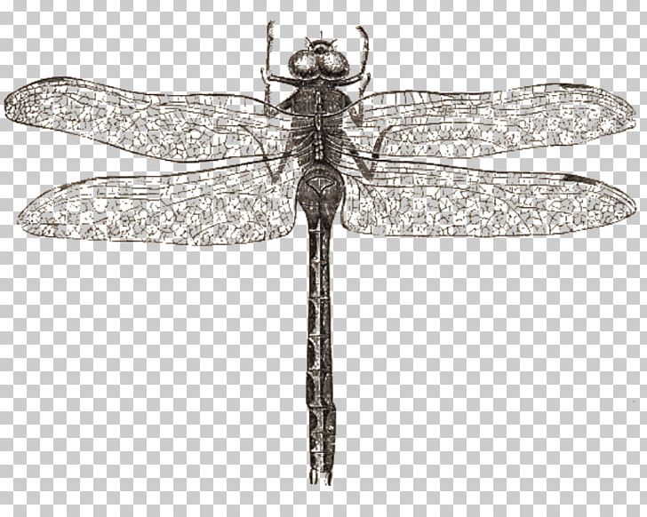 Dragonfly Butterfly Drawing Libellula PNG, Clipart, Animal, Arthropod, Beetle, Black And White, Butterfly Free PNG Download