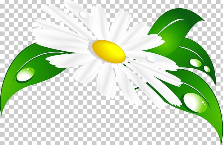 Matricaria PNG, Clipart, Artwork, Camomile, Desktop Wallpaper, Digital Image, Drawing Free PNG Download