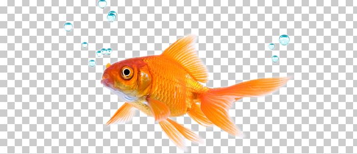 Siamese Fighting Fish Goldfish Koi Tropical Fish PNG, Clipart, Animals, Bony Fish, Feeder Fish, Fin, Fish Free PNG Download
