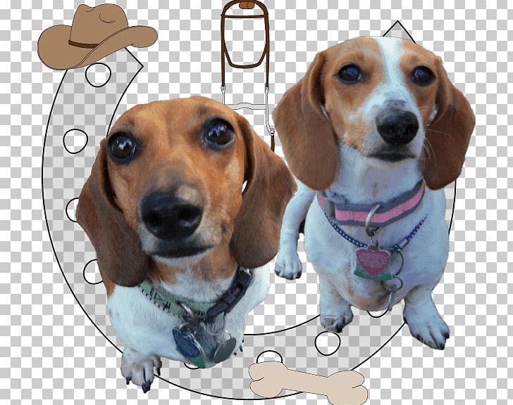 Beagle-Harrier Basset Artésien Normand Treeing Walker Coonhound PNG, Clipart, Basset Artesien Normand, Beagle, Beagle Harrier, Beagleharrier, Black And Tan Coonhound Free PNG Download