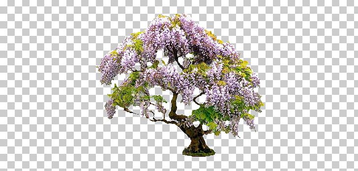 Bonsai Tree Ornamental Plant Japanese Wisteria Gardening PNG, Clipart, Arboriculture, Blossom, Bonsai, Bonsai Cultivation And Care, Bonsai Kitten Free PNG Download
