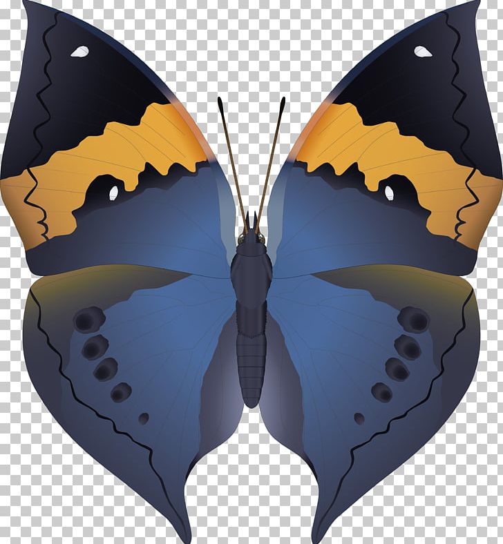 Butterfly Insect Pollinator Nymphalidae Wing PNG, Clipart, Animal, Animals, Arthropod, Bat, Brush Footed Butterfly Free PNG Download