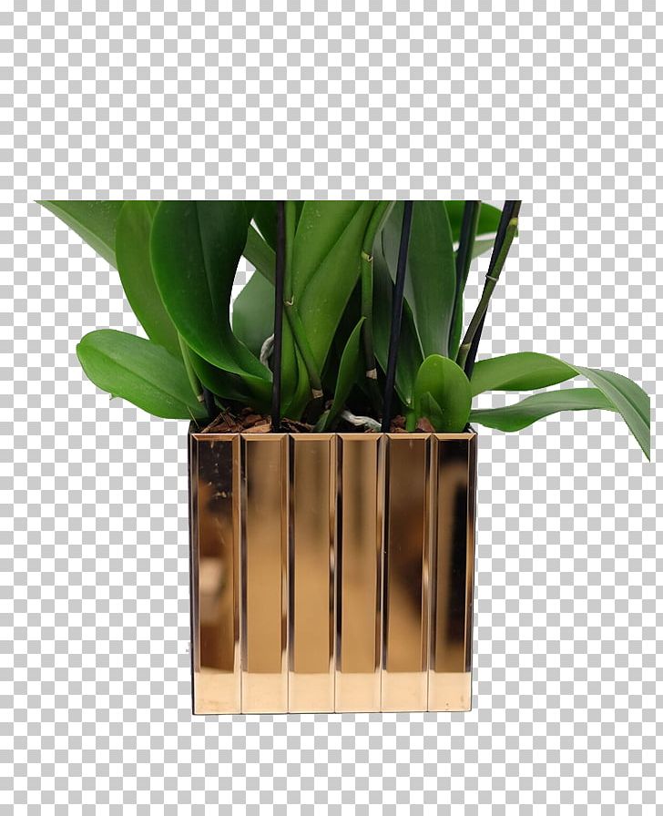 Houseplant Flowerpot Product Design PNG, Clipart, Flowerpot, Grass, Houseplant, Moth Orchids, Plant Free PNG Download