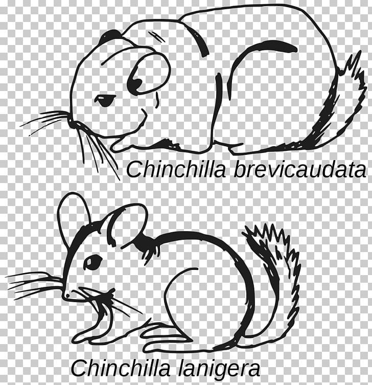Long-tailed Chinchilla Rodent Grand Chinchilla 龍貓 Short-tailed Chinchilla PNG, Clipart, Animal, Black, Black And White, Carnivoran, Cartoon Free PNG Download