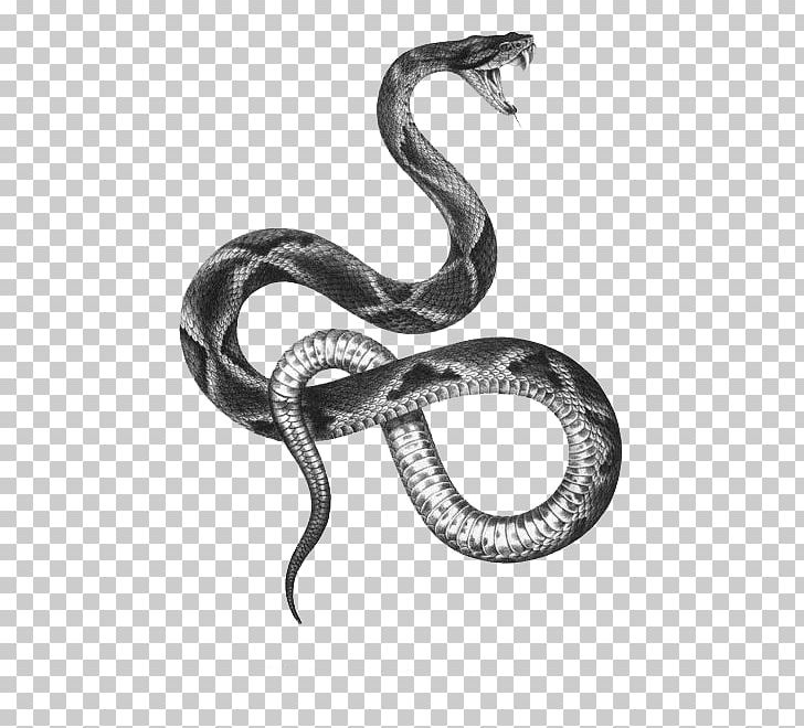 The Snakes Of Australia Tattoo Artist Black-and-gray PNG, Clipart, Animals, Blackandgray, Black And White, Boa Constrictor, Boas Free PNG Download