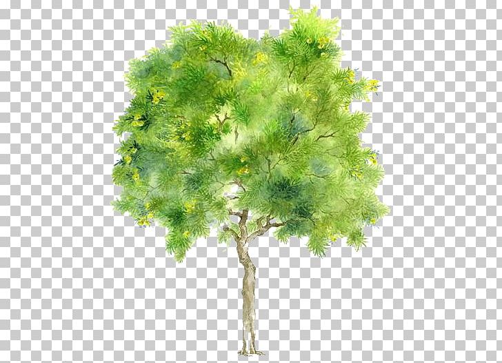 Tree Branch Drawing PNG, Clipart, Animaatio, Branch, Cartoon, Drawing, Nature Free PNG Download