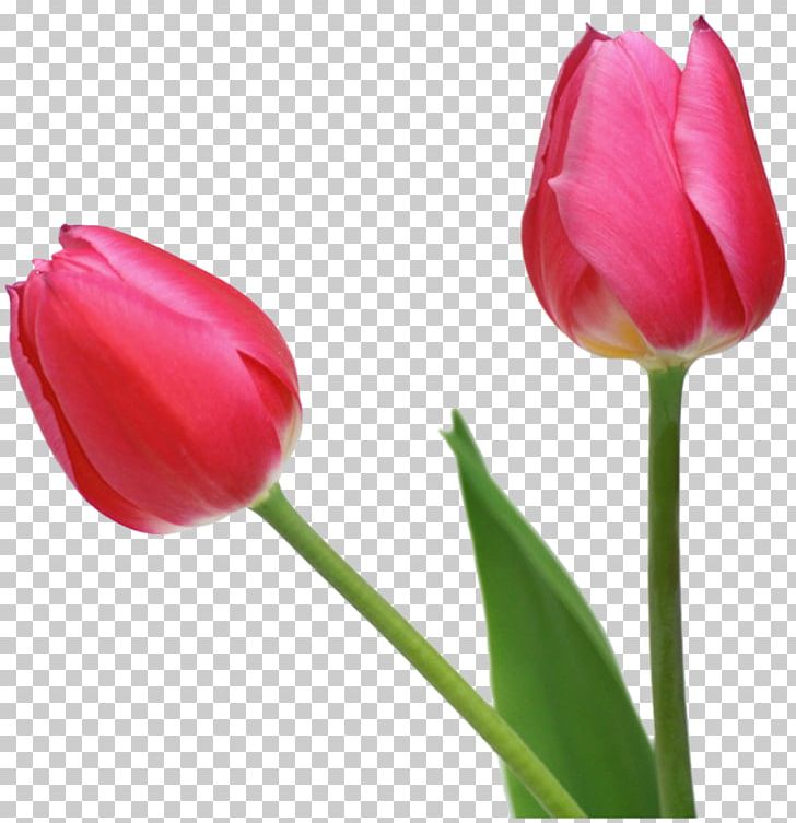 Indira Gandhi Memorial Tulip Garden Flower PNG, Clipart, Arumlily, Bud, Cut Flowers, Dahlia, Flower Free PNG Download