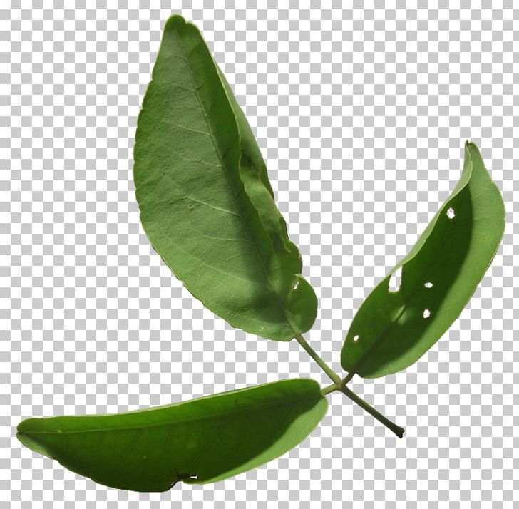 Mahadeva Indian Bael Lingam Bael's Leaf Hemidesmus Indicus PNG, Clipart,  Free PNG Download