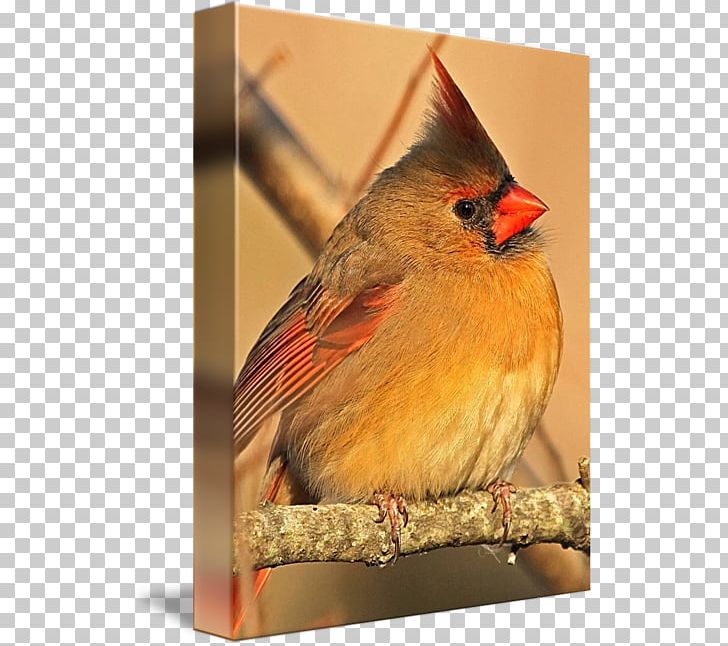 Northern Cardinal Finches Gallery Wrap American Sparrows PNG, Clipart, American Sparrows, Art, Beak, Bird, Canvas Free PNG Download