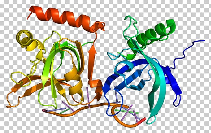 POT1 Telomere Protein Molecular Biology Gene PNG, Clipart, Fission, Gene, Line, Molecular Biology, Organism Free PNG Download