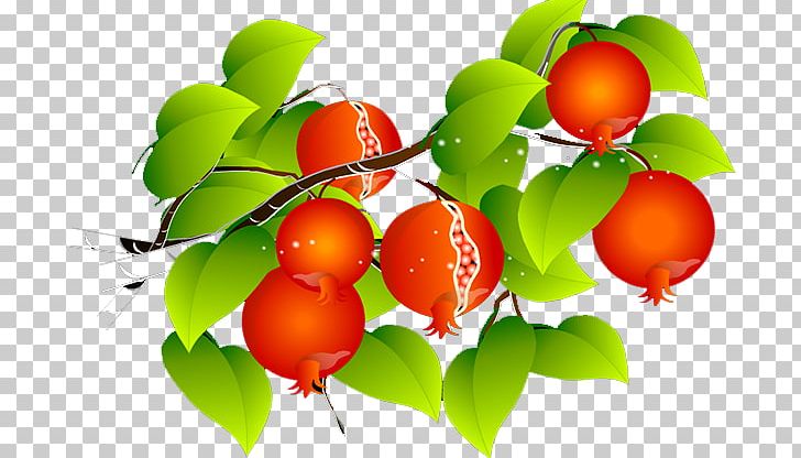 Barbados Cherry Pomegranate PNG, Clipart, Acerola Family, Apple, Apricot, Branch, Cherry Free PNG Download