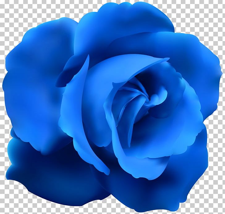 Blue Rose Flower PNG, Clipart, Blue, Blue Rose, Blue Rose Cliparts, Bud, Cobalt Blue Free PNG Download