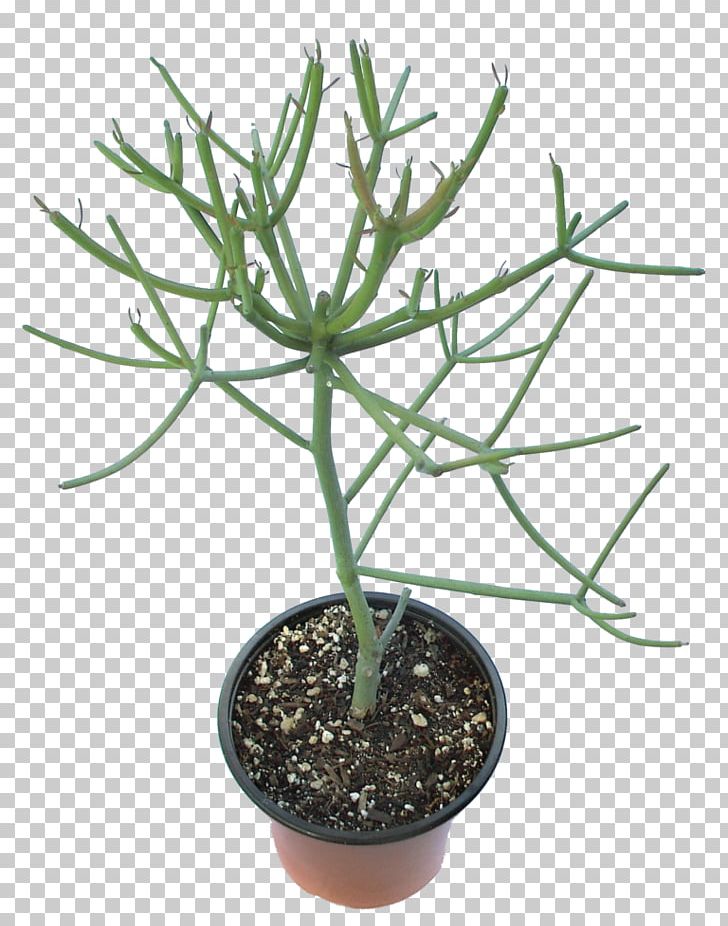 Euphorbia Tirucalli Succulent Plant Houseplant Tree PNG, Clipart, Beaucarnea Recurvata, Echinocactus Grusonii, Euphorbia, Euphorbia Lactea, Euphorbia Milii Free PNG Download