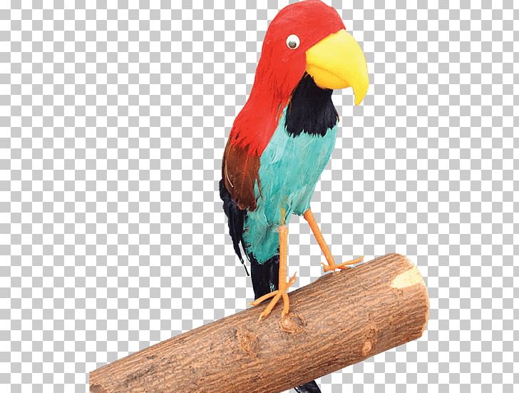 Pirate Parrot Piracy Smee Captain Hook PNG, Clipart, Animals, Beak, Bird, Captain Hook, Clothing Accessories Free PNG Download
