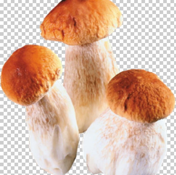 Edible Mushroom Fungus Boletus Edulis PNG, Clipart, Agaricus Subrufescens, Boletus Edulis, Chanterelle, Digital Image, Edible Mushroom Free PNG Download