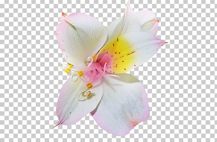 Rhododendron Flower Azalea PNG, Clipart, Alstroemeriaceae, Animaatio, Azalea, Blossom, Download Free PNG Download