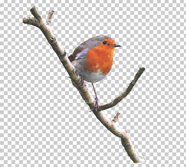 Bird European Robin American Robin PNG, Clipart, American Robin, Animal, Animals, Beak, Bird Free PNG Download