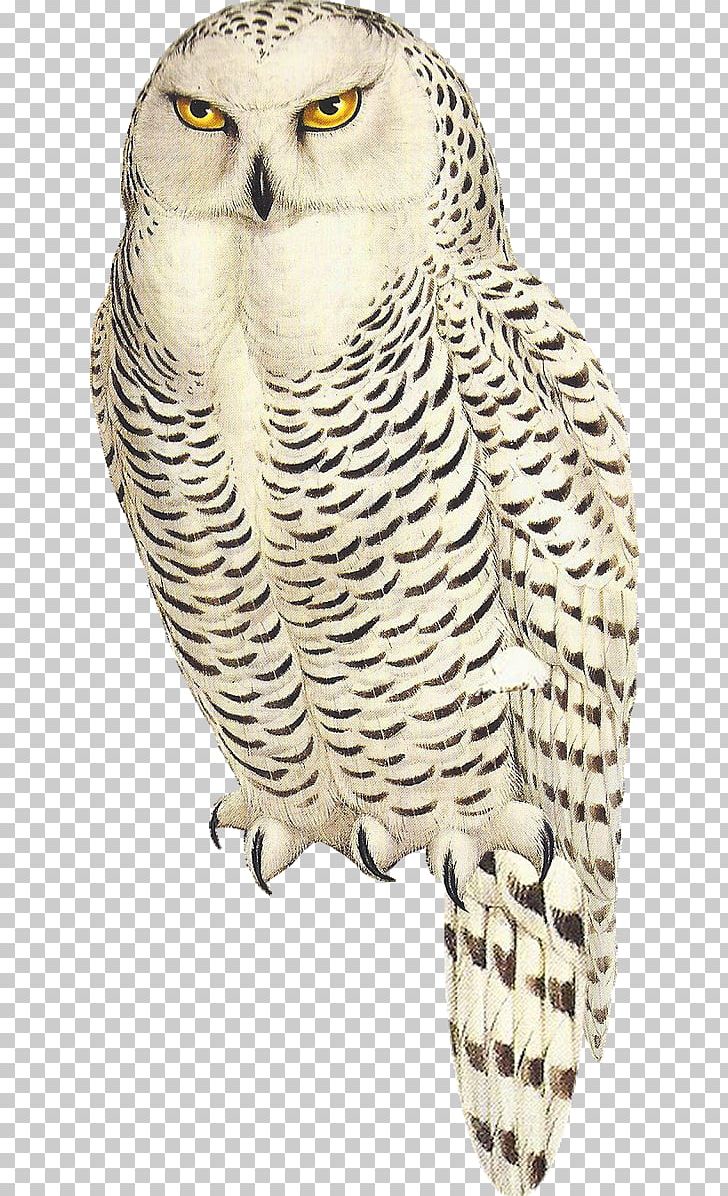 Great Horned Owl Snowy Owl Bird Tawny Owl Arctic Hare PNG, Clipart, Animal Figure, Animals, Arctic Hare, Barn Owl, Beak Free PNG Download