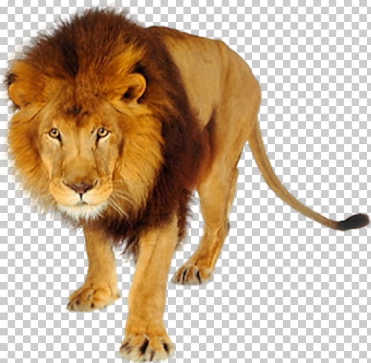 Lion Desktop PNG, Clipart, Animals, Arama, Big Cats, Carnivoran, Cat Like Mammal Free PNG Download