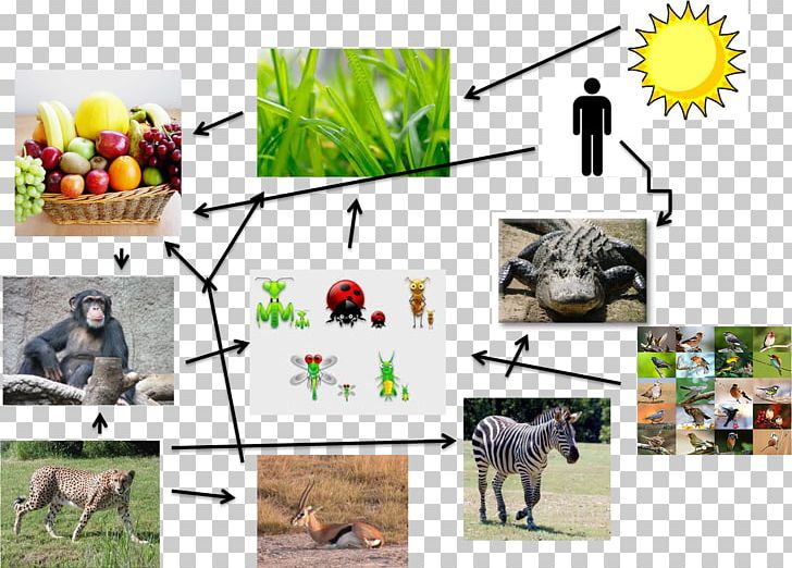 Primate Food Web Food Chain Homo Sapiens PNG, Clipart, Animal, Ape, Berry, Bonobo, Brand Free PNG Download