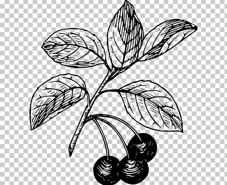 Black Cherry Bitter-berry PNG, Clipart, Bitterberry, Black And White, Black Cherry, Branch, Cherry Free PNG Download
