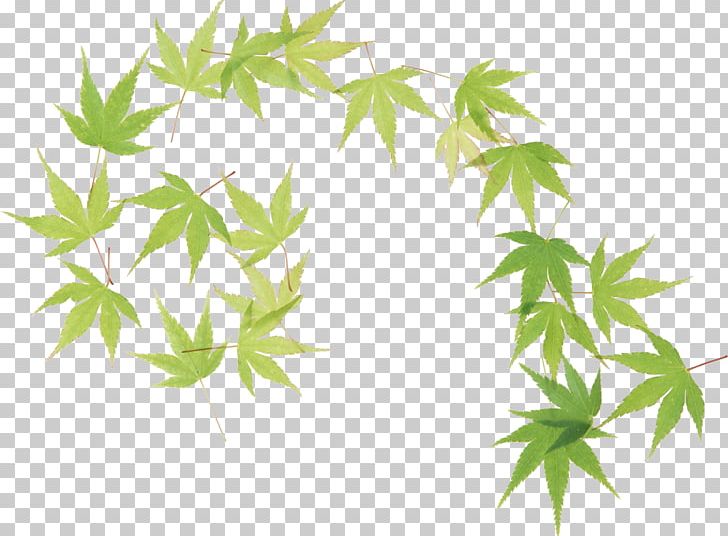 Leaf Autumn Abscission PNG, Clipart, Abscission, Autumn, Branch, Digital Image, Flowering Plant Free PNG Download