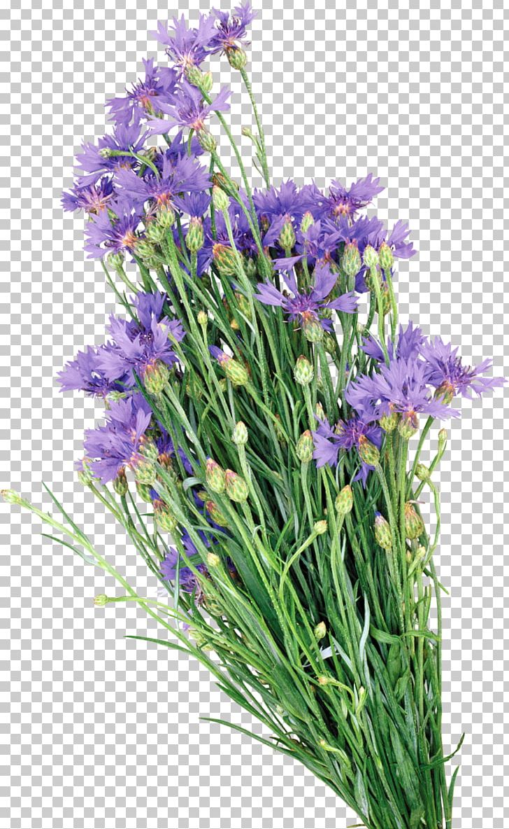 Oil Painting English Lavender PNG, Clipart, Art, Avatar, Beautiful Flowers, Bellflower Family, Chives Free PNG Download