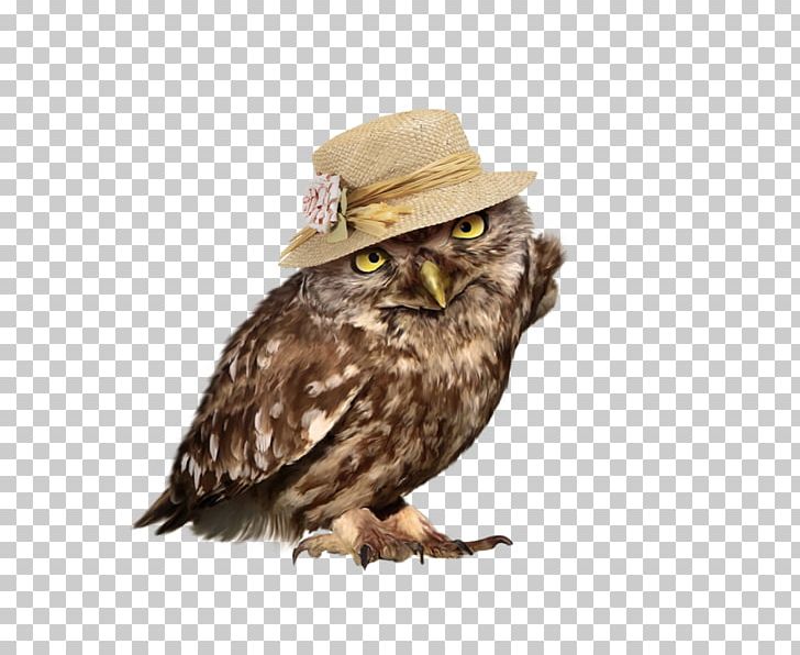 Owl Bird PNG, Clipart, Animal, Animals, Beak, Beautiful, Beautiful Girl Free PNG Download