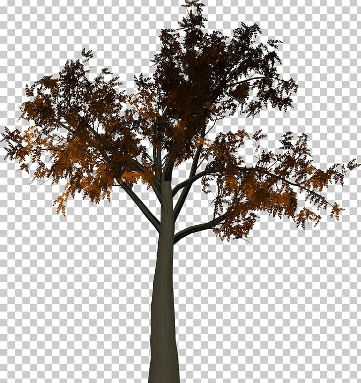 Tree Branch Leaf PNG, Clipart, Autumn, Branch, Leaf, Nature, Photography Free PNG Download