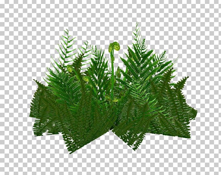 Zoo Tycoon 2 Fern Wikia PNG, Clipart, Conifer, Equisetum, Evergreen, Family, Fern Free PNG Download