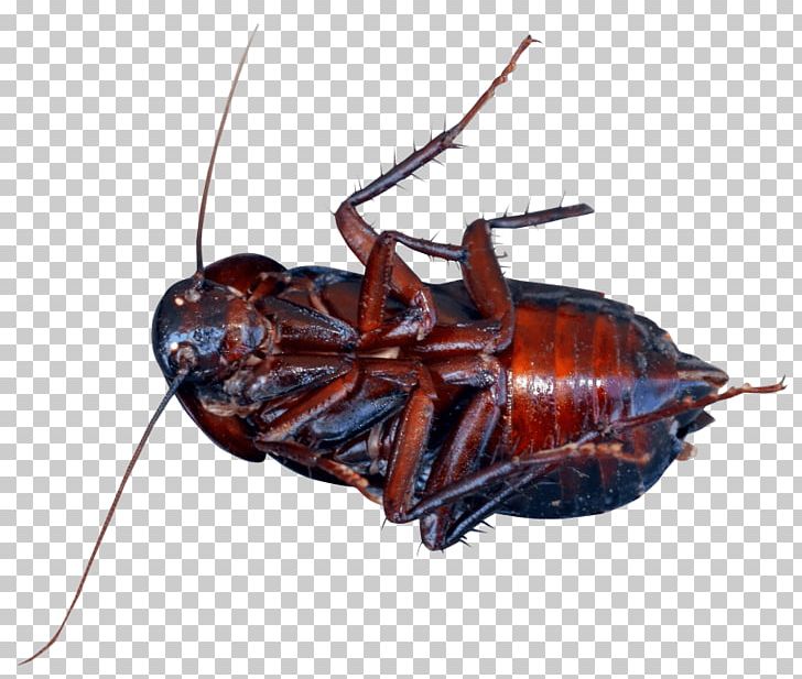 American Cockroach Insect PNG, Clipart, American Cockroach, Animals, Arthropod, Beetle, Cockroach Free PNG Download