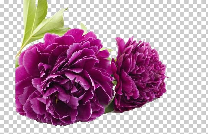 Flower Birthday Carnation PNG, Clipart, Background, Birthday, Carnation, Cut Flowers, Desktop Wallpaper Free PNG Download