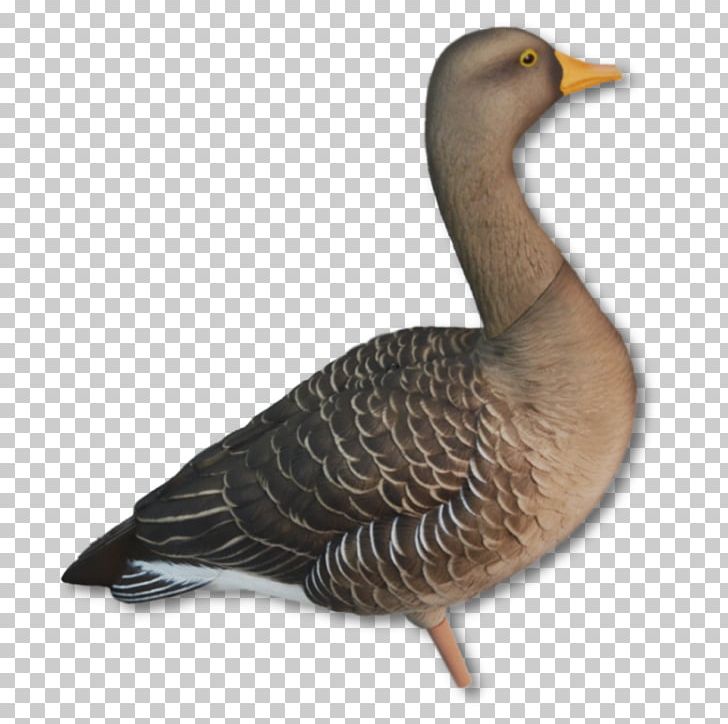 Mallard Duck Greylag Goose Dangate PNG, Clipart, Animals, Anseriformes, Avian, Beak, Bird Free PNG Download