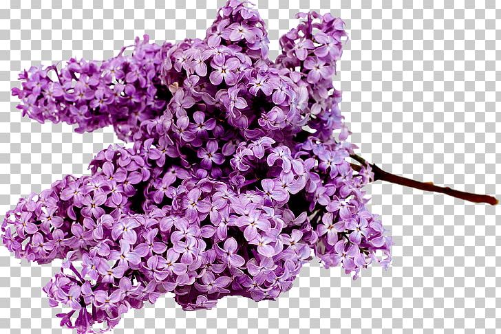 Stock Photography PNG, Clipart, Cut Flowers, English Lavender, Fineart Photography, Flower, Flowering Plant Free PNG Download