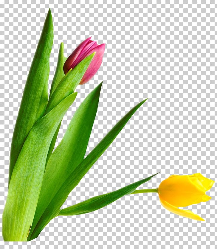 Tulip Petal Cut Flowers Photography PNG, Clipart, Bud, Cut Flowers, Download, Floristry, Flower Free PNG Download
