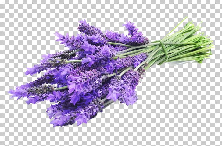 English Lavender Lavandula Latifolia Lavender Oil Herbal Distillate Essential Oil PNG, Clipart, Cut Flowers, English Lavender, Essential Oil, Flower, Flowering Plant Free PNG Download